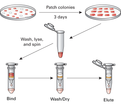 plasmid isolation yeast lysis alkaline protocol kit cell followed sds highly resulting uses walls easy hybrid two efficient enzymatic disruption